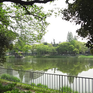 桜の名所、隼人池はお散歩コース